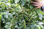 CEIBA White Crow Coffee