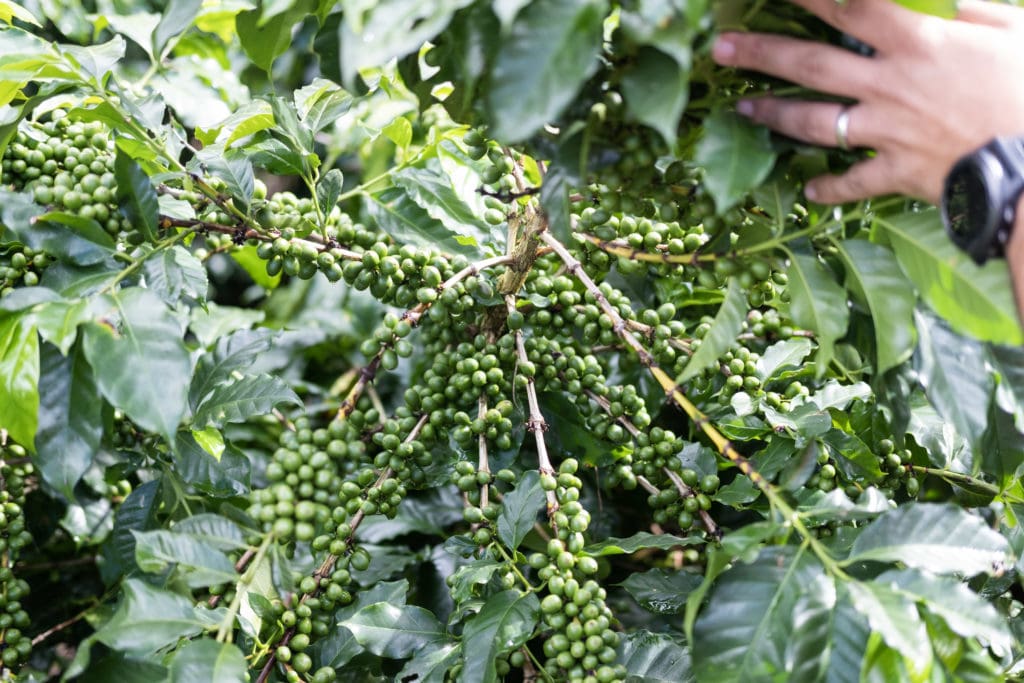 CEIBA White Crow Coffee