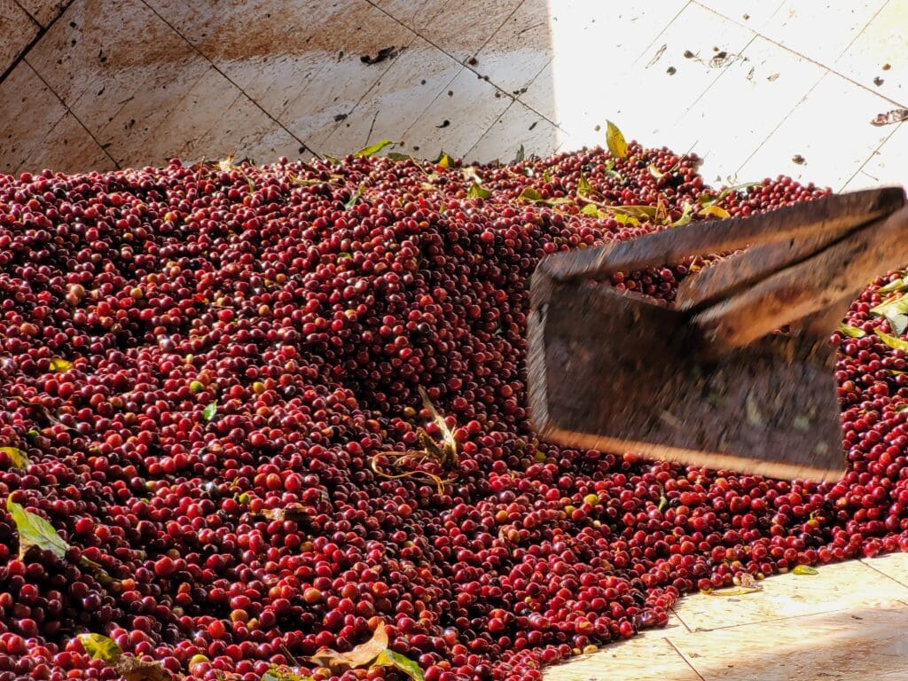 DANCHE White Crow Coffee