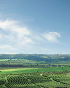 CERRADO White Crow Coffee