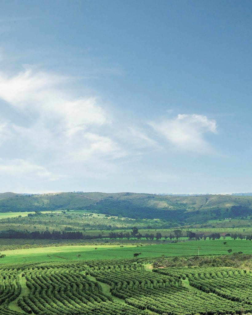 CERRADO White Crow Coffee